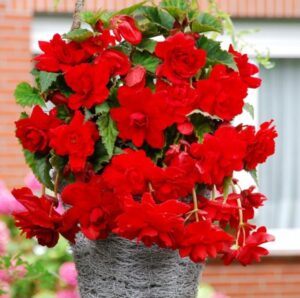 Begonie 13 Begonie převislá - Begonia pendula