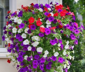 Hnojík aktuality 22 Surfinie plnokvětá - Surfinia hybrida