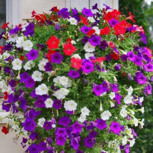 Surfinie plnokvětá - Surfinia hybrida