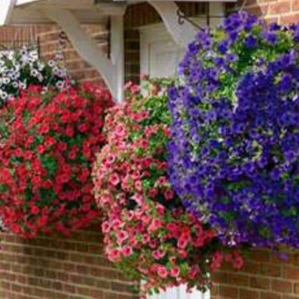 Surfinie převislá - Surfinia pendula