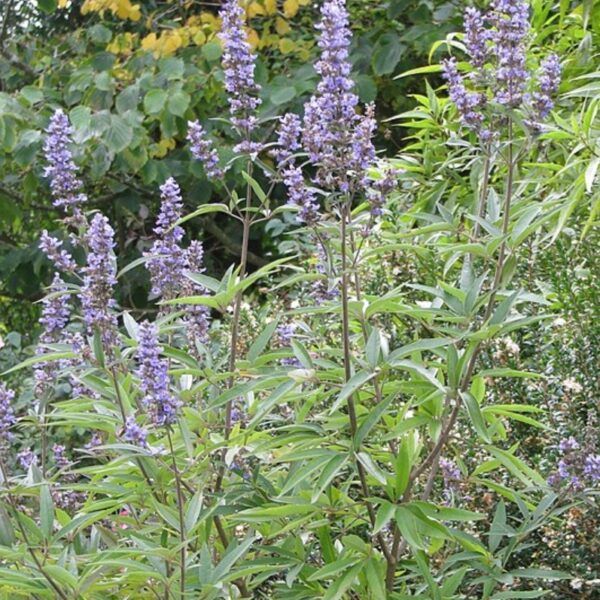 Drmek obecný - Vitex agnus-castus