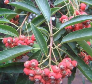 Hnojík aktuality 19 Blýskalka Davidova - Photinia davidiana