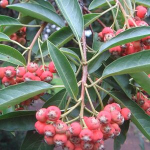 Blýskalka Davidova - Photinia davidiana