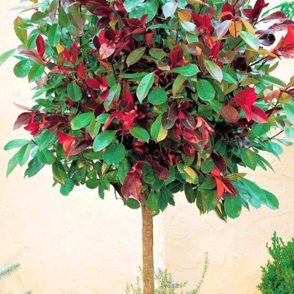 blýskalka Fraserova