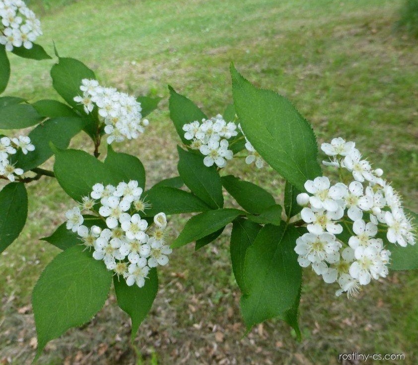 Blýskalka chlupatá Photinia villosa