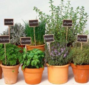 Hnojík aktuality 18 Bylinky