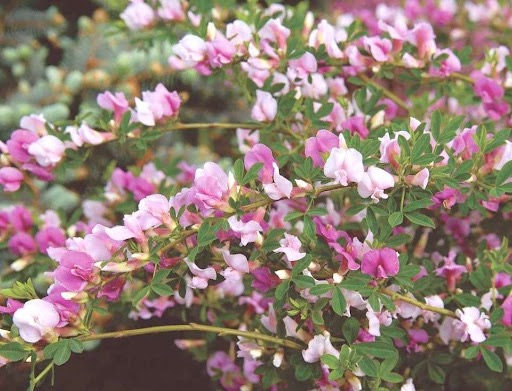 Čilimník purpurový (Cytisus purpureus)​