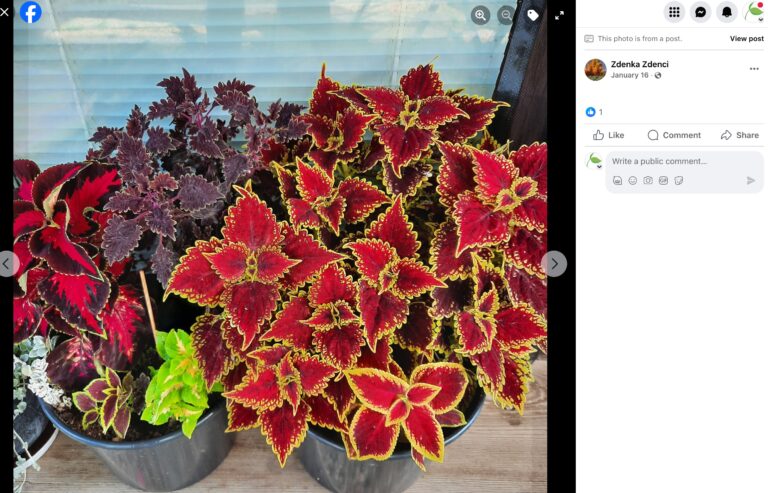 Hnojík - pr článek 58 2023 11 15 18 58 58