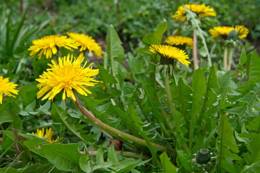 Smetanka lékařská (Taraxacum officinale)​