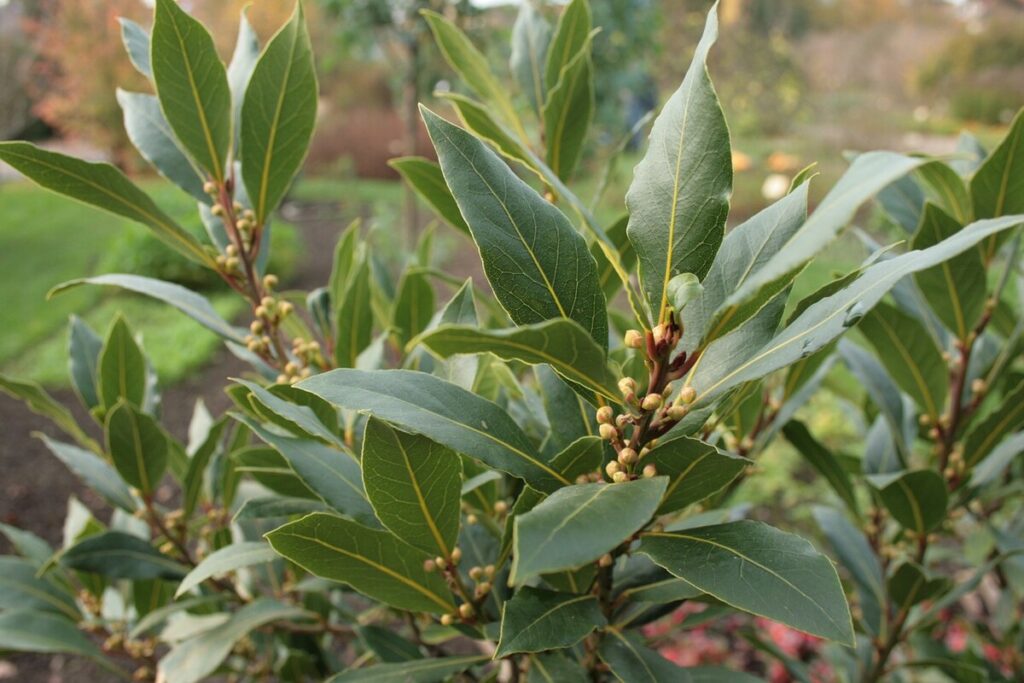 Bobkový list (Laurus nobilis)