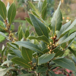 Bobkový list (Laurus nobilis)