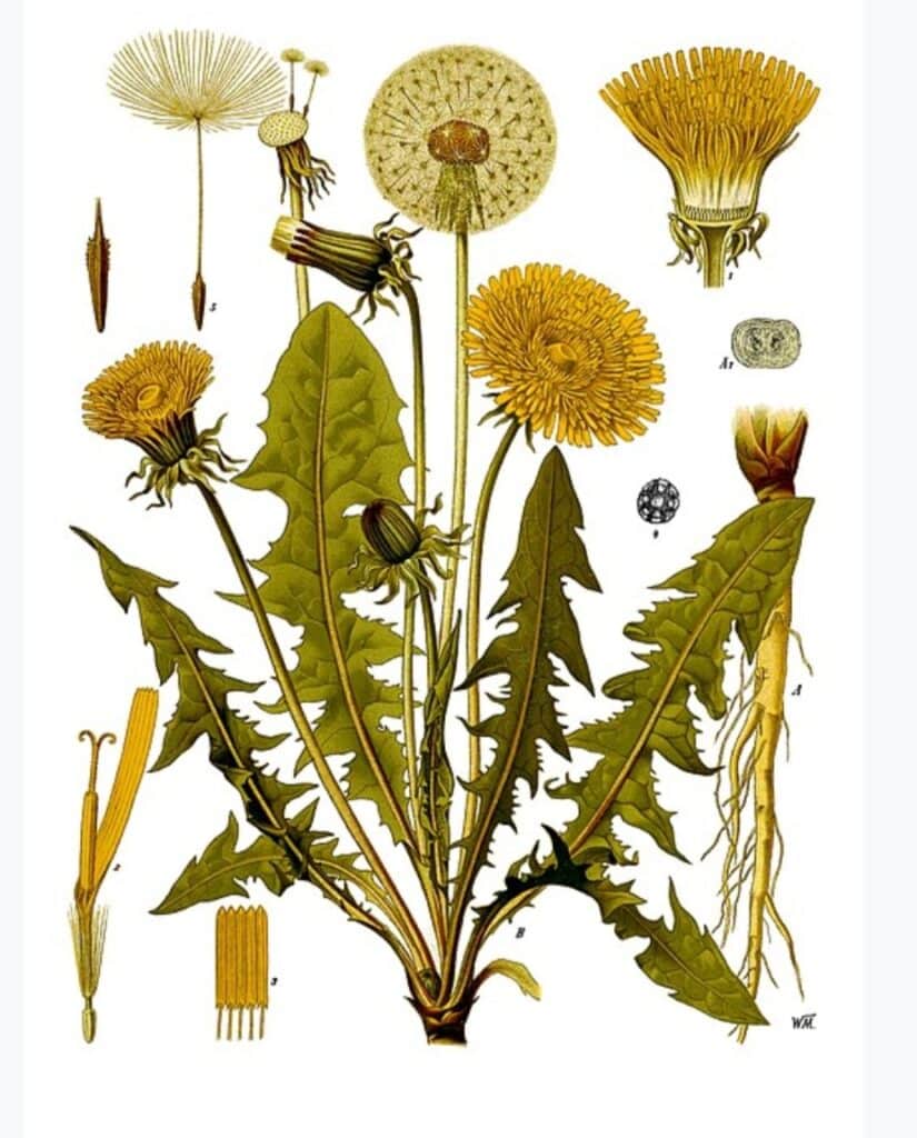 pampeliška - ilustrace