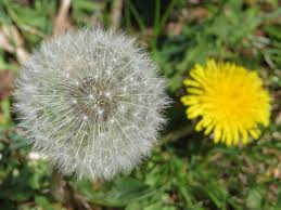 Smetanka lékařská (Taraxacum officinale)​