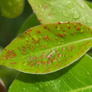 Vlnovník hrušňový neboli hálčivec hrušňový - parazit zejména na hrušních
