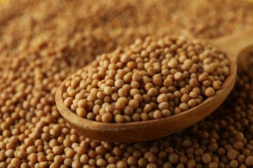 hořčičná semínka