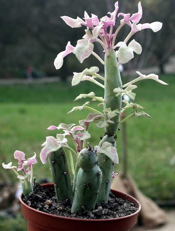 Starček 6 Senecio articulatus