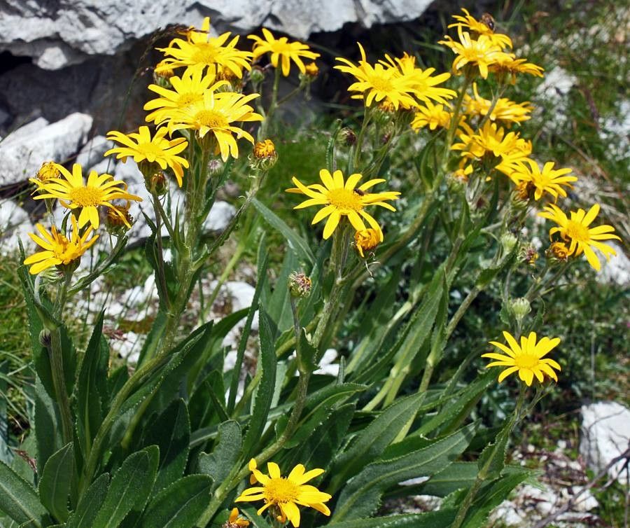 Starček 4 Senecio doronicum