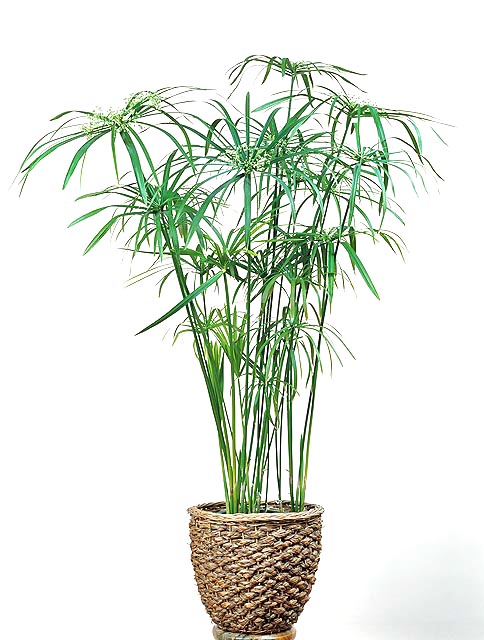 Šáchor 3 šáchor střídavolistý (Cyperus alternifolius)