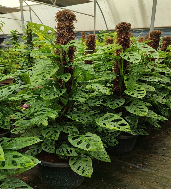 Monstera 5 Monstera adansonii (syn. Monstera pertusa)
