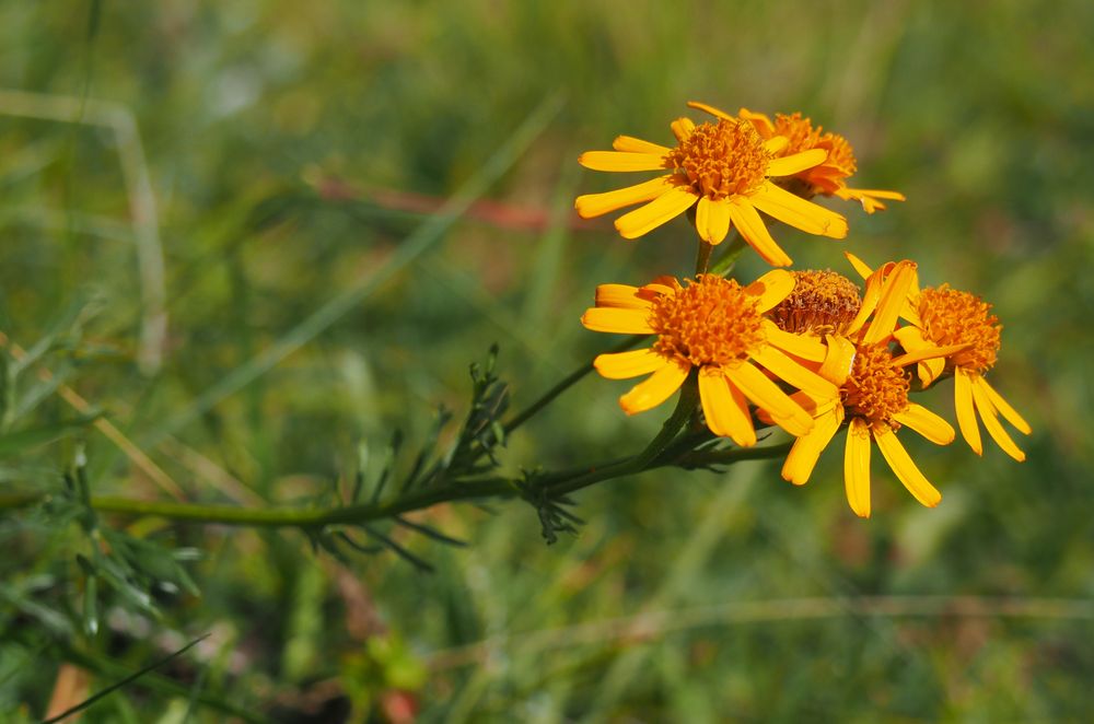 Starček 1 Senecio abrotanifolius, starček brotanolistý