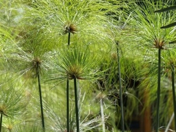 Šáchor 4 šáchor papírodárný (Cyperus papyrus)