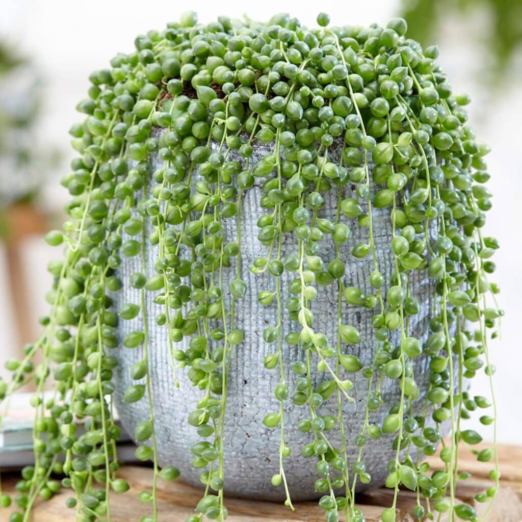 Starček 12 Senecio rowleyanus