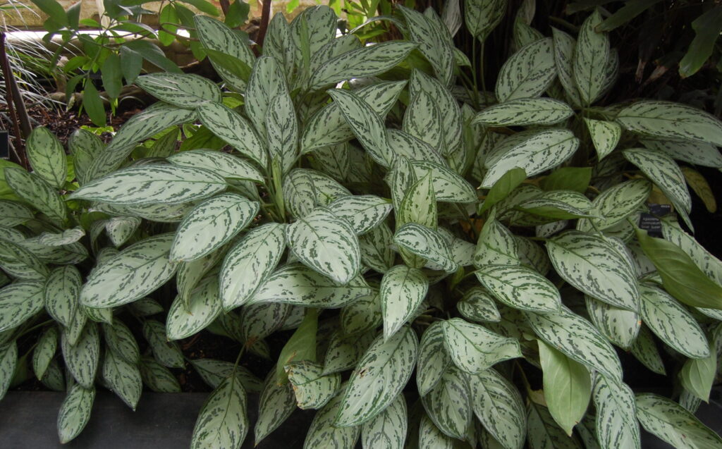 Aglaonema 2 Aglaonema commutatum