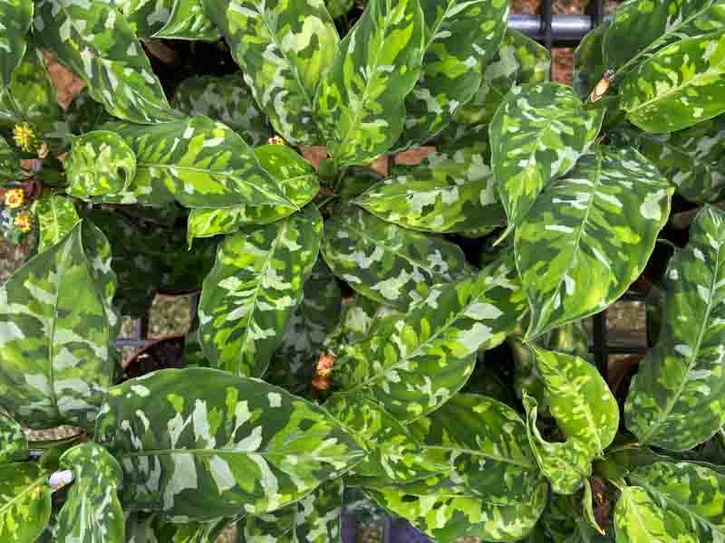 Aglaonema 3 Aglaonema pictum ‘Tricolor’