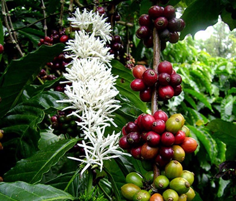 Kávovník 2 Kávovník (Coffea)