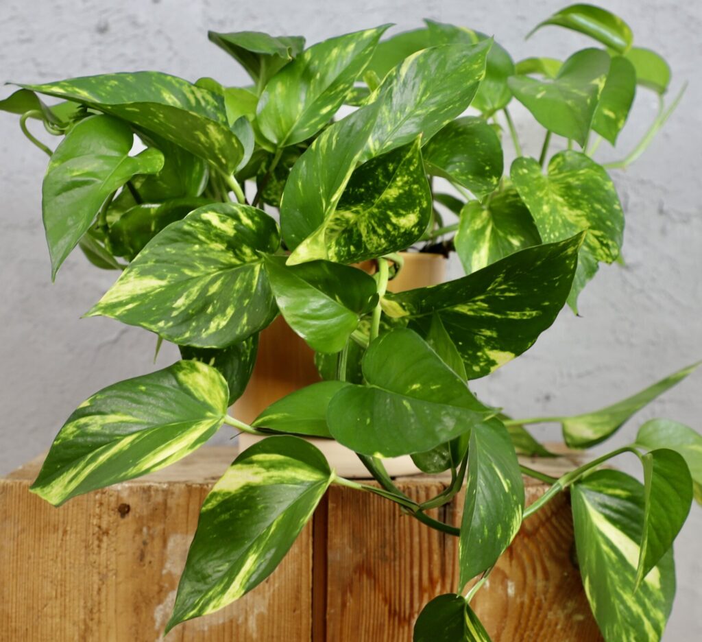 Epipremnum 1 Epipremnum (Epipremnum aureum)