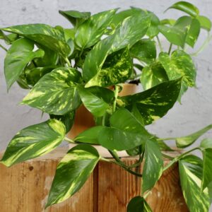 Epipremnum (Epipremnum aureum)