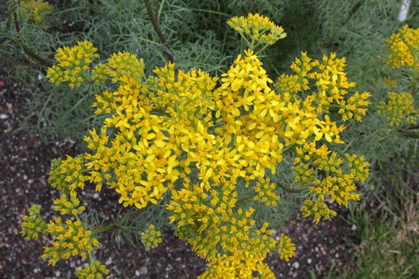 Starček 2 Senecio adonidifolius