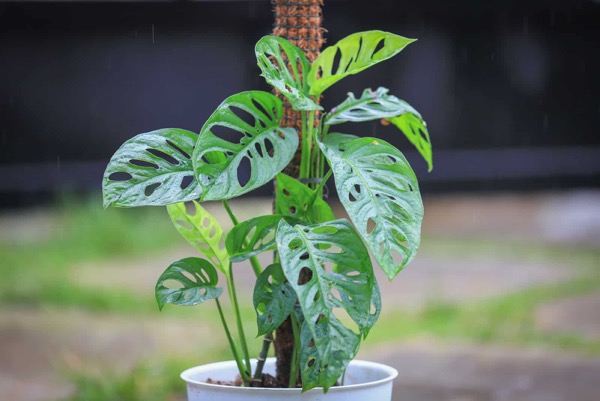 Monstera 3 Monstera acuminata