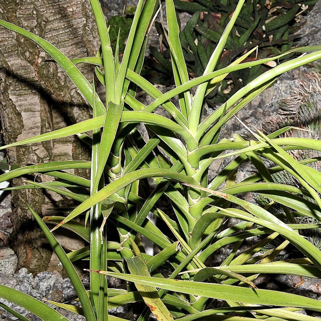 Tchýnin jazyk 2 Sanseviera arborescens