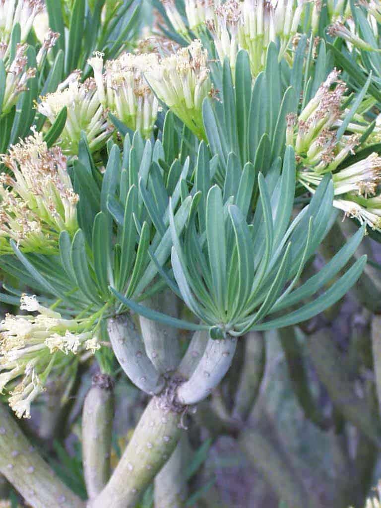 Starček 7 Senecio kleinia