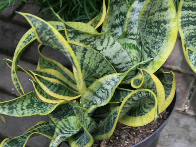 Tchýnin jazyk 1 Tchýnin jazyk (Sansevieria)
