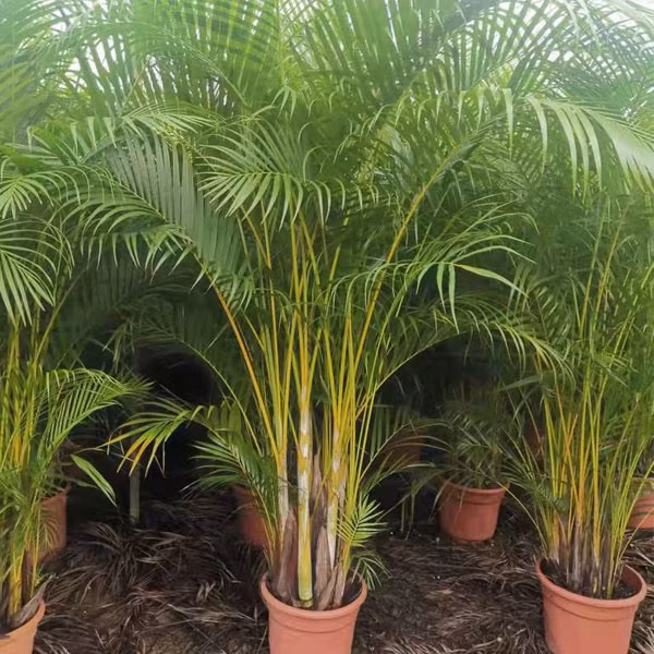 Areka 1 Areka (Chrysalidocarpus lutescens)