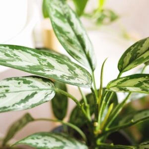 listy pokojové rostlina aglaonema