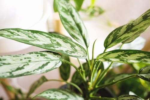 listy pokojové rostlina aglaonema