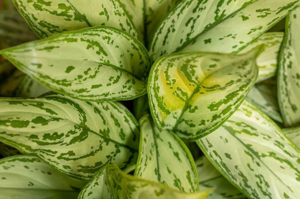 Aglaonema pěstování 1 Aglaonema (Aglaonema)