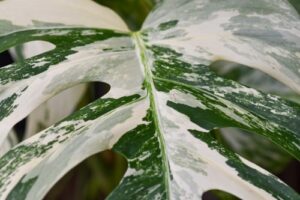 detail listu monstera variegata