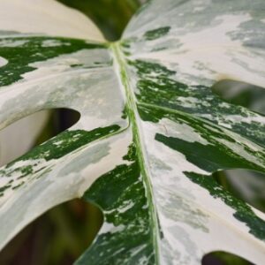 detail listu monstera variegata