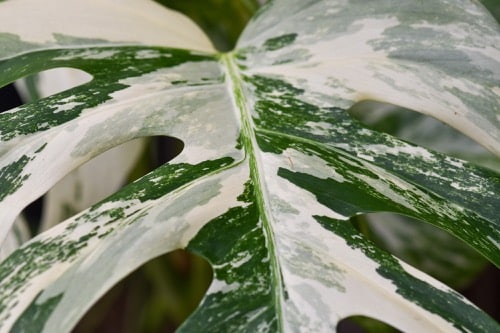 detail listu monstera variegata