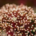 Blýskavka 2 japonská blýskavka při východu slunce -rozmazané pozadí