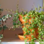 Pilea 5 Pilea z blízka na stole
