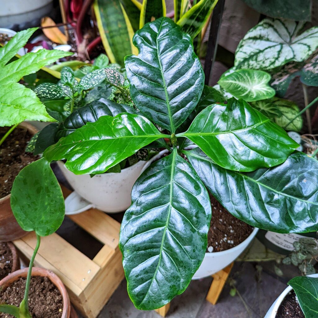 Kávovník 1 Kávovník (Coffea)