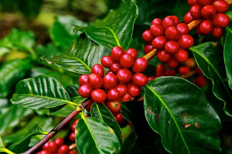 Kávovník 3 Kávovník (Coffea)