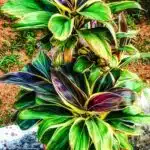 Dračinec 9 Dracéna