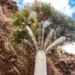 Dračinec 7 Dračinec dračí