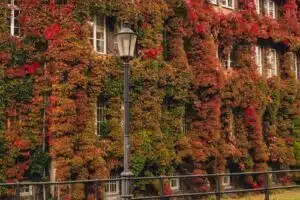 Břečťan 5 fasáda domu s břečťanem